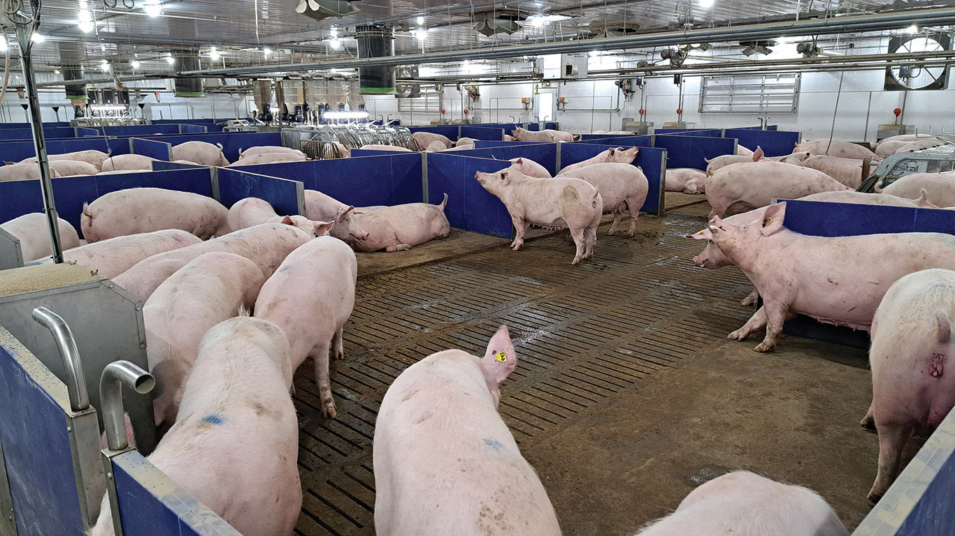 De façon générale, la production des aliments et la gestion du lisier représentent les deux principales sources d’émissions de GES en production porcine. Photo : Gracieuseté du CDPQ