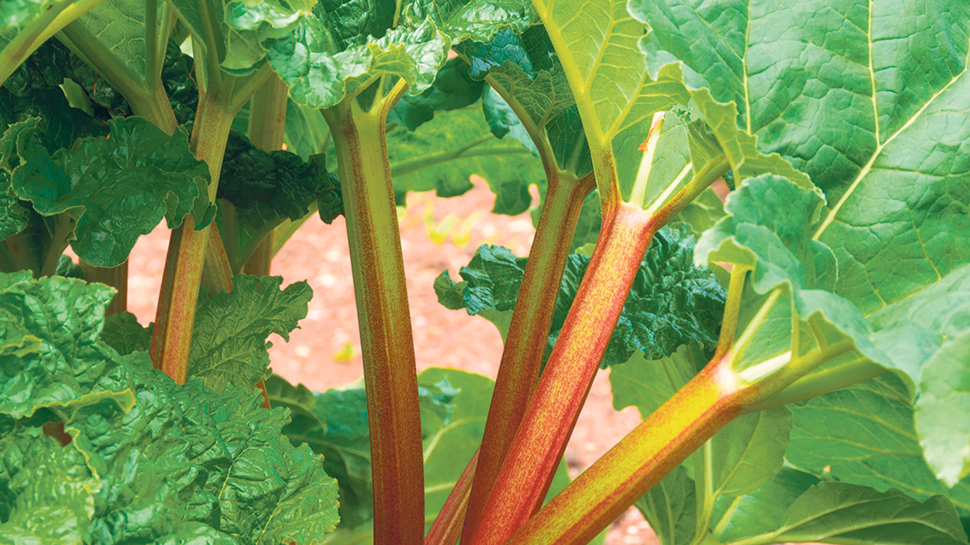 Grâce à la technique de forçage de la rhubarbe, il devient possible de se procurer de la rhubarbe fraîche en février, d’où sa popularité d’antan, quand les légumes et les fruits importés n’étaient que peu offerts en épicerie. Photo : Shutterstock