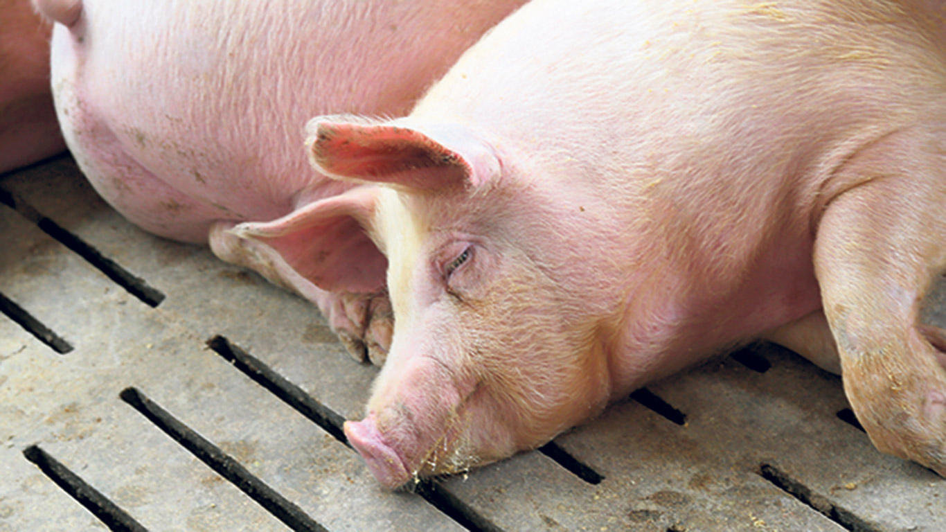 Le stress de chaleur survient lorsque la température ambiante dépasse le seuil de confort des animaux, les empêchant de réguler leur température corporelle de manière adéquate. Contrairement aux humains, les animaux de ferme transpirent peu et dépendent principalement de la respiration et de la circulation sanguine pour se refroidir. Photo : Shutterstock