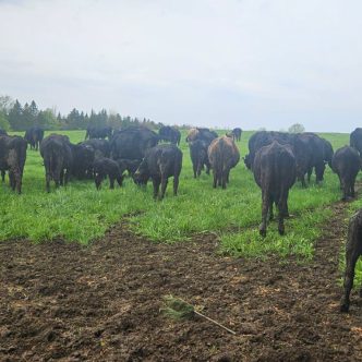 Les soixante-quinze têtes d’un troupeau de bovins de boucherie de Cookshire-Eaton, en Estrie, ont disparu du champ entre le jeudi 23 mai et le 24 mai. Photo : Gracieuseté Ferme ForThé