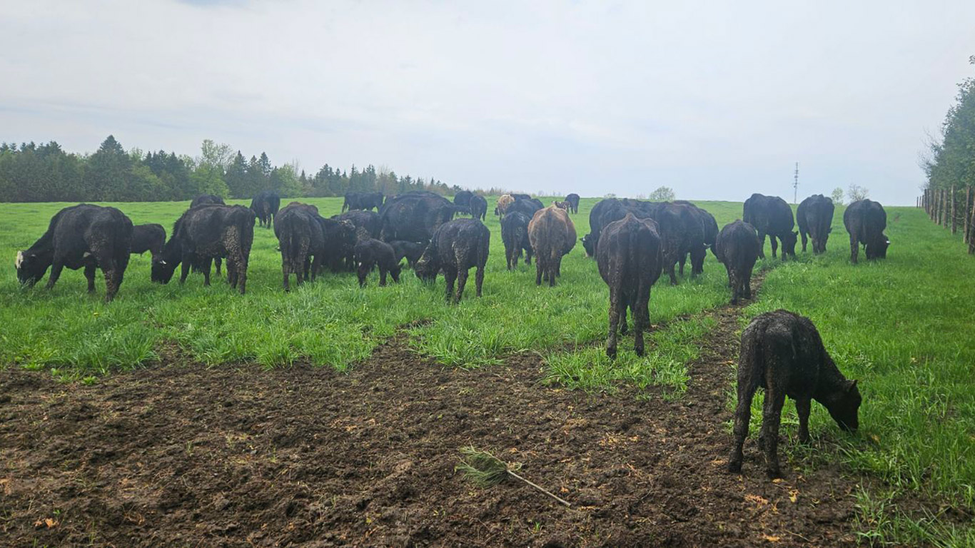 Les soixante-quinze têtes d’un troupeau de bovins de boucherie de Cookshire-Eaton, en Estrie, ont disparu du champ entre le jeudi 23 mai et le 24 mai. Photo : Gracieuseté Ferme ForThé