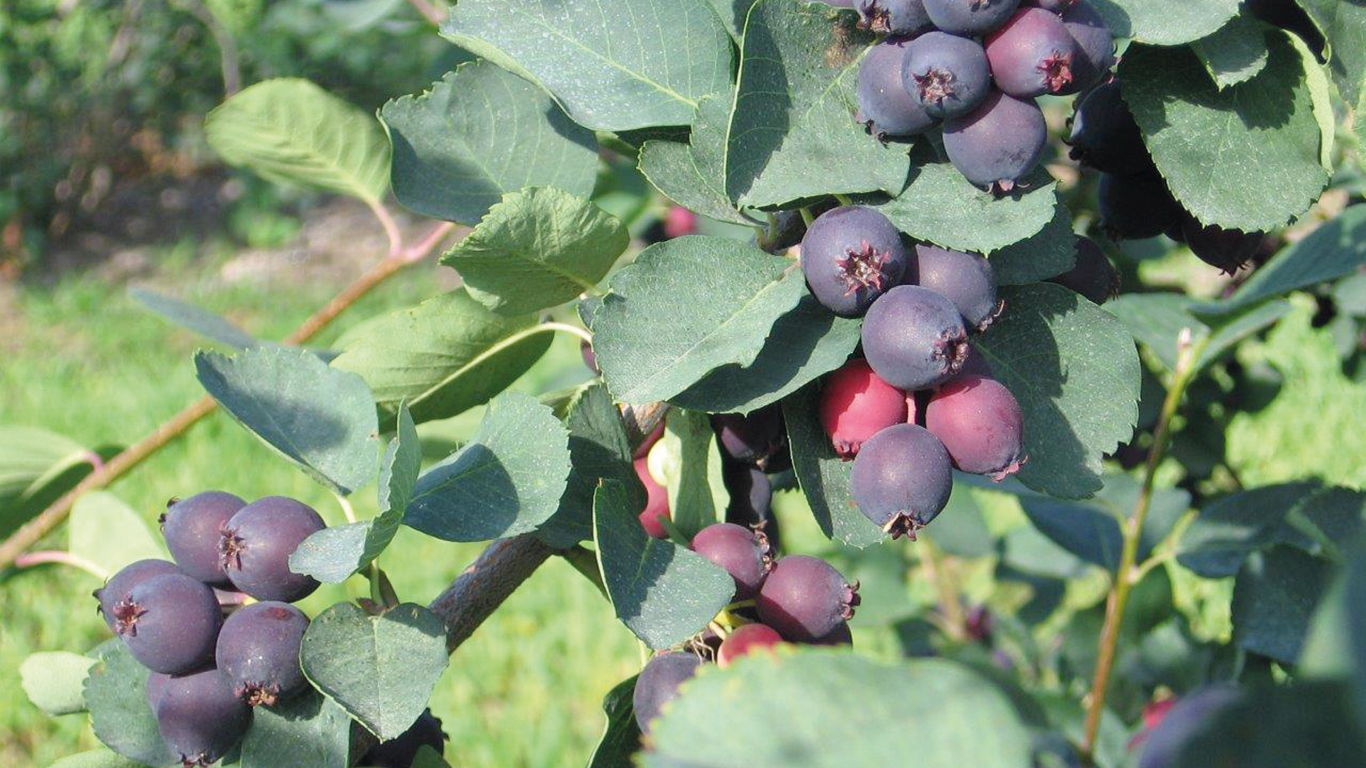 L’amélanche est un petit fruit indigène d’Amérique du Nord. Photo : Archives/TCN