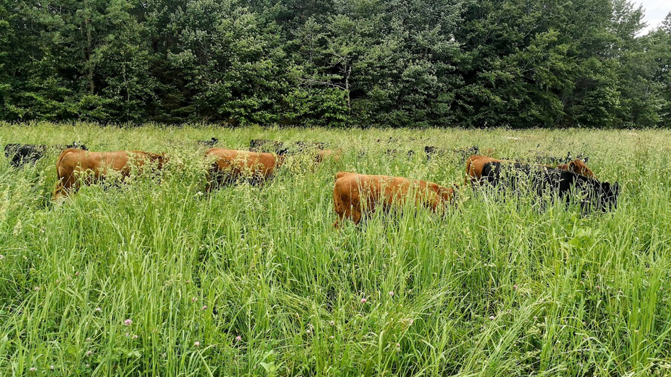 Dans la plaine de la Crau en France est produit le foin le plus réputé au monde. On peut le reconnaître à la ficelle rouge et blanche qui entoure chacune des balles produites par les 300 producteurs détenteurs de l'Appellation d'Origine Protégée.