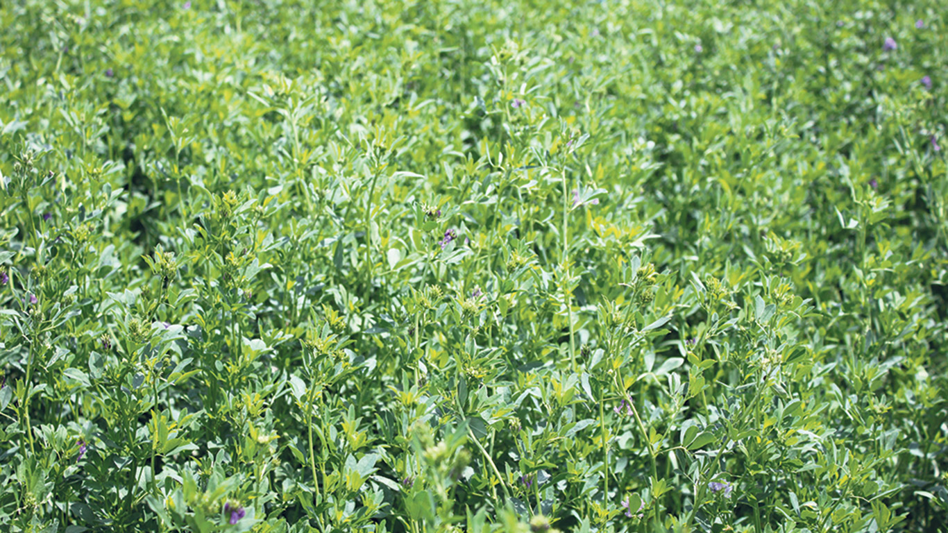 Les mélanges multiespèces de plantes fourragères sont plus résilients et donnent plus de rendement en été en conditions difficiles que les mélanges binaires. Photo : Archives/TCN