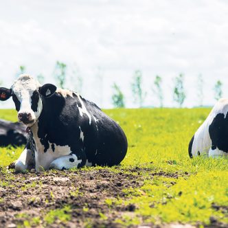 Les vaches devront surveiller la météo, car du temps humide et orageux est prévu après la mi-juillet, lequel pourrait perturber leur séance de yoga au champ! Photo : Martin Ménard/ArchivesTCN