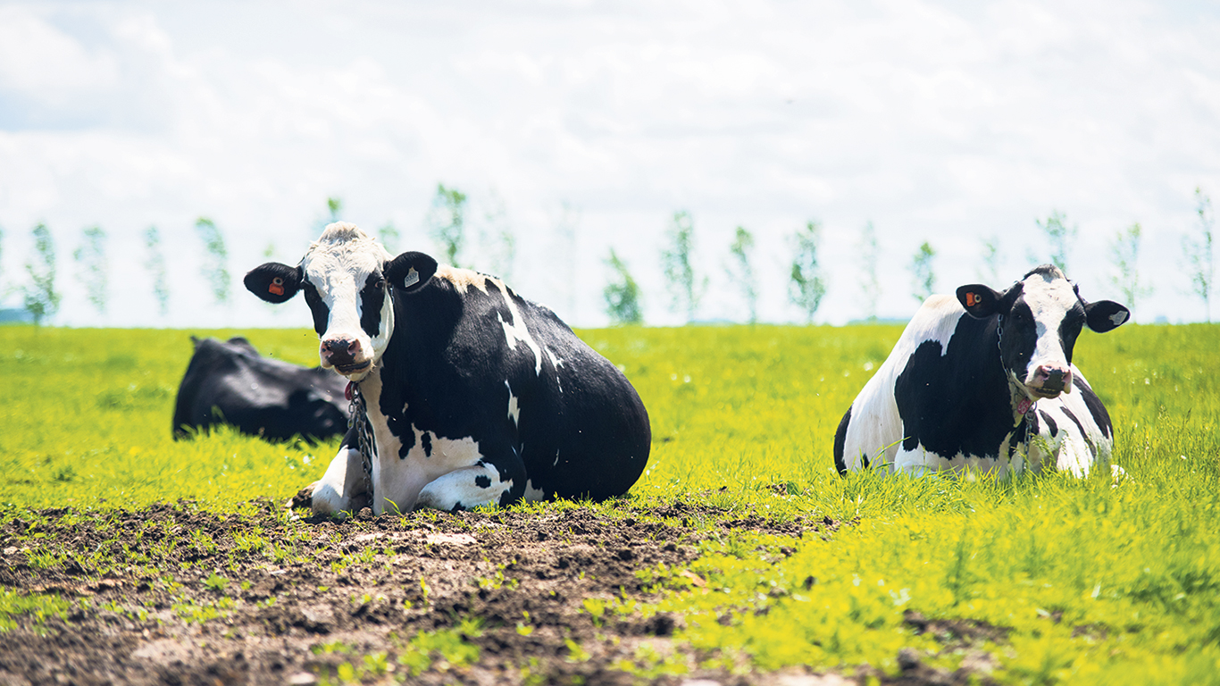 Les vaches devront surveiller la météo, car du temps humide et orageux est prévu après la mi-juillet, lequel pourrait perturber leur séance de yoga au champ! Photo : Martin Ménard/ArchivesTCN