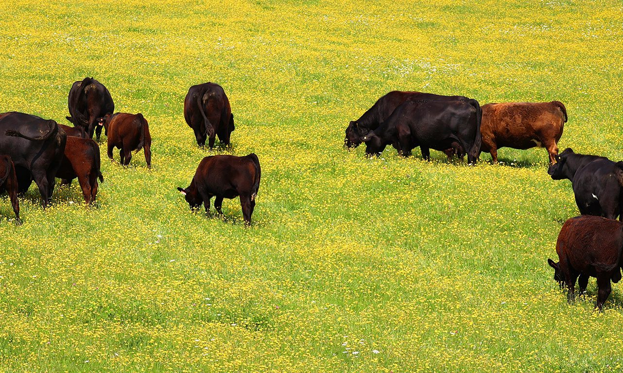Les producteurs de bovins de l’Île-du-Prince-Édouard et du Nouveau-Brunswick sont invités à souscrire à une police d’assurance. Photo : Shutterstock.com