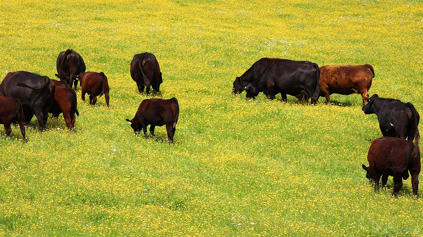 Les producteurs de bovins de l’Île-du-Prince-Édouard et du Nouveau-Brunswick sont invités à souscrire à une police d’assurance. Photo : Shutterstock.com