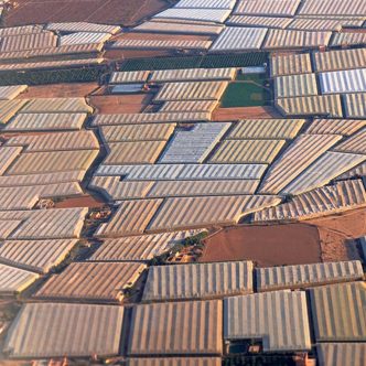 Au Maroc, la principale province de production compte 20 000 hectares de serres, éclairées par un soleil ardent 12 mois par année.Photo : Shutterstock