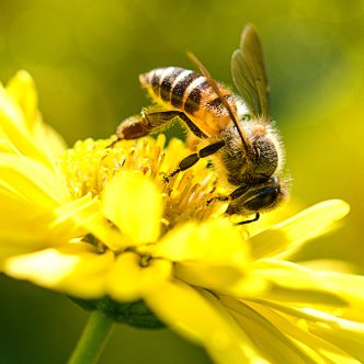 Les changements de température et d'eau associés aux changements climatiques pourraient réduire la quantité et la qualité des ressources disponibles pour les pollinisateurs. Crédit : Shutterstock