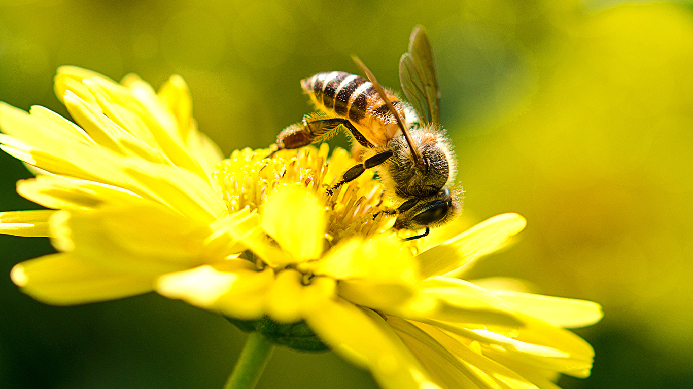 Les changements de température et d'eau associés aux changements climatiques pourraient réduire la quantité et la qualité des ressources disponibles pour les pollinisateurs. Crédit : Shutterstock