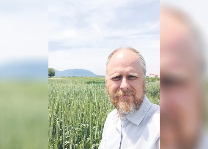 Le chercheur Michel McElroy effectue de tests de régie dans le blé d’automne et travaille également à améliorer les cultivars de blé pour rendre le plant plus résistant aux maladies et plus productif. Photo : Gracieuseté du CÉROM