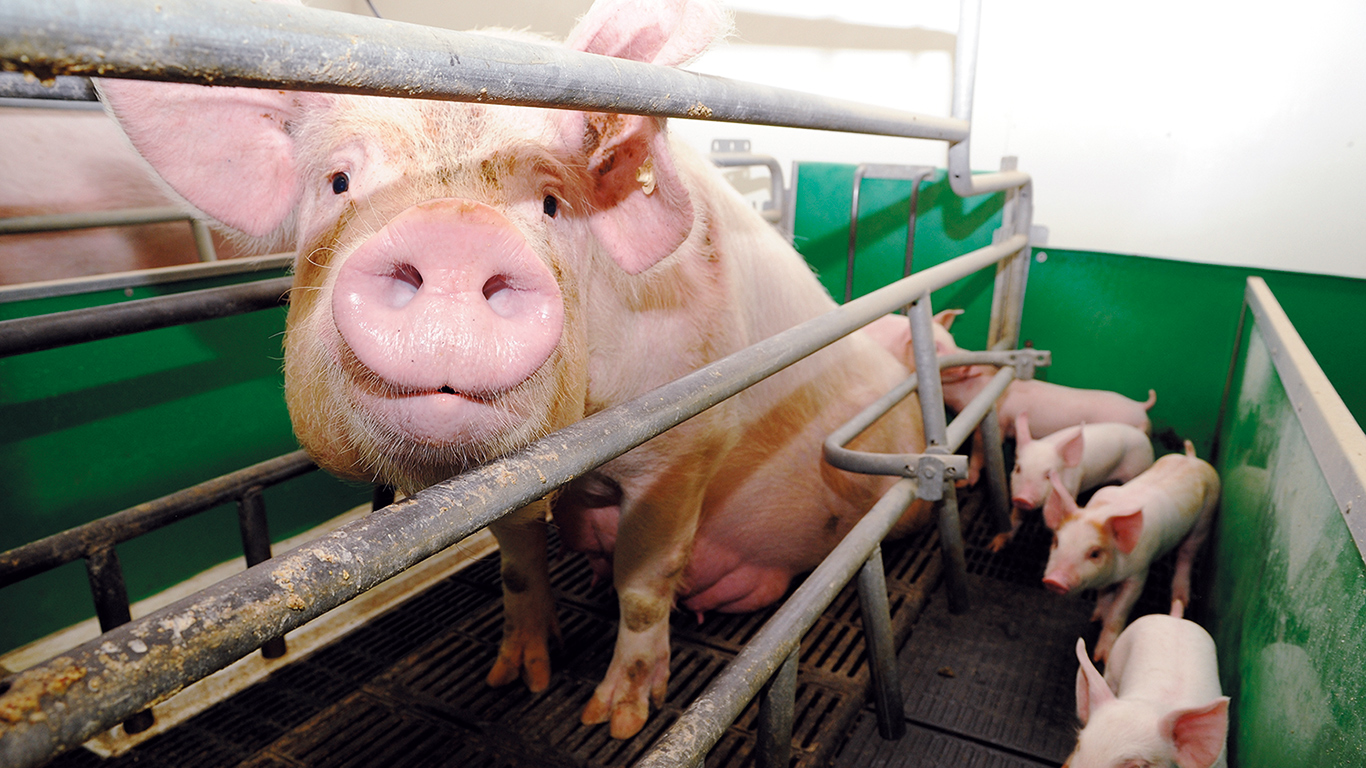 Environ 40 % des truies au Québec ne sont toujours pas logées en groupe dans les maternités porcines du Québec, tel que l’exige le Code de pratiques 2014-2024 pour le soin et la manutention des porcs. Photo : Archives/TCN