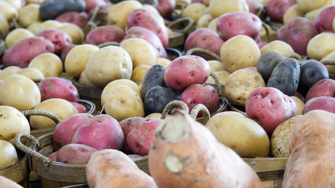 Dans une étude, des chercheurs ont observé que l’ajout de fumier de vache dans les cultures de couverture avait fait augmenter le rendement de pommes de terre de 28 %. Photo : Archives/TCN