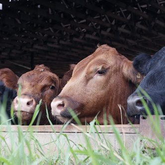 Pour un bovin en parc d’engraissement produisant 150 g de méthane par jour, le 3-NOP permettrait de diminuer de 690 kg de CO2 après un an. Photo : PBQ