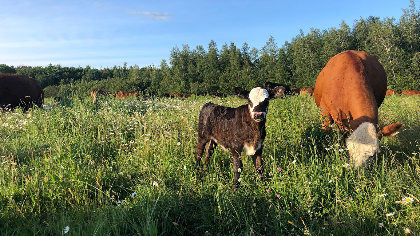 Un pâturage sous gestion intensive favorise l’abondance des espèces, tant en surface qu’en profondeur. Crédit : Gracieuseté de Meagan Patch