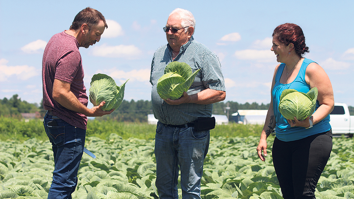 Les 195 hectares de choux que cultivent Sébastien, René et Catherine Bérard sont tous destinés à la restauration ou à la transformation au Québec et aux États-Unis. Photos : Caroline Morneau/TCN