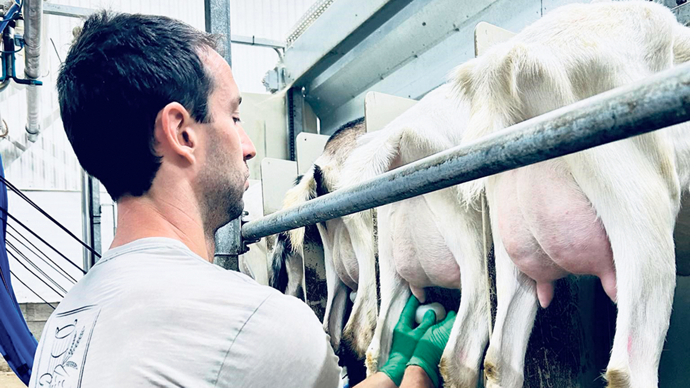Dès la première année, Thibault Guitel et ses trois sœurs prévoient accroître les rendements laitiers d’au moins 15 % à la ferme. Photo : Myriam Laplante El Haïli/TCN