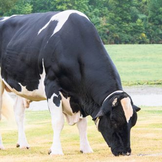 Croteau Lesperron Unix, qui a été élevé au Québec, a été sacré meilleur taureau aux trois dernières éditions de la World Dairy Expo de Madison, au Wisconsin. Photo : Gracieuseté de Semex