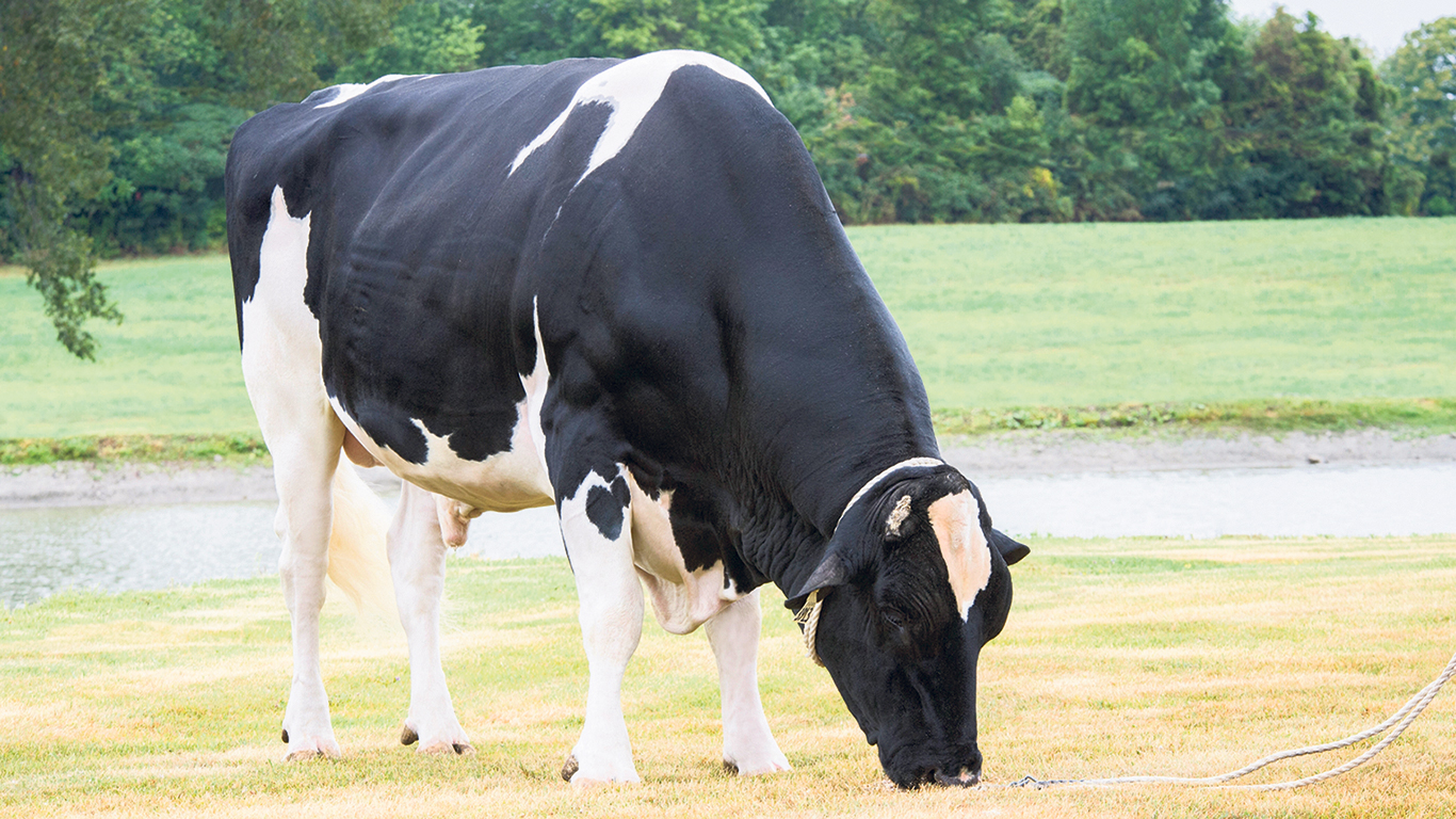 Croteau Lesperron Unix, qui a été élevé au Québec, a été sacré meilleur taureau aux trois dernières éditions de la World Dairy Expo de Madison, au Wisconsin. Photo : Gracieuseté de Semex