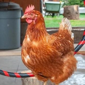 Un poulet de Colombie-Britannique nommé Lacey a obtenu un record Guinness pour avoir identifié correctement le plus grand nombre d’objets en une minute. Crédit photo : Jeanette Martin, Shutterjet Photography