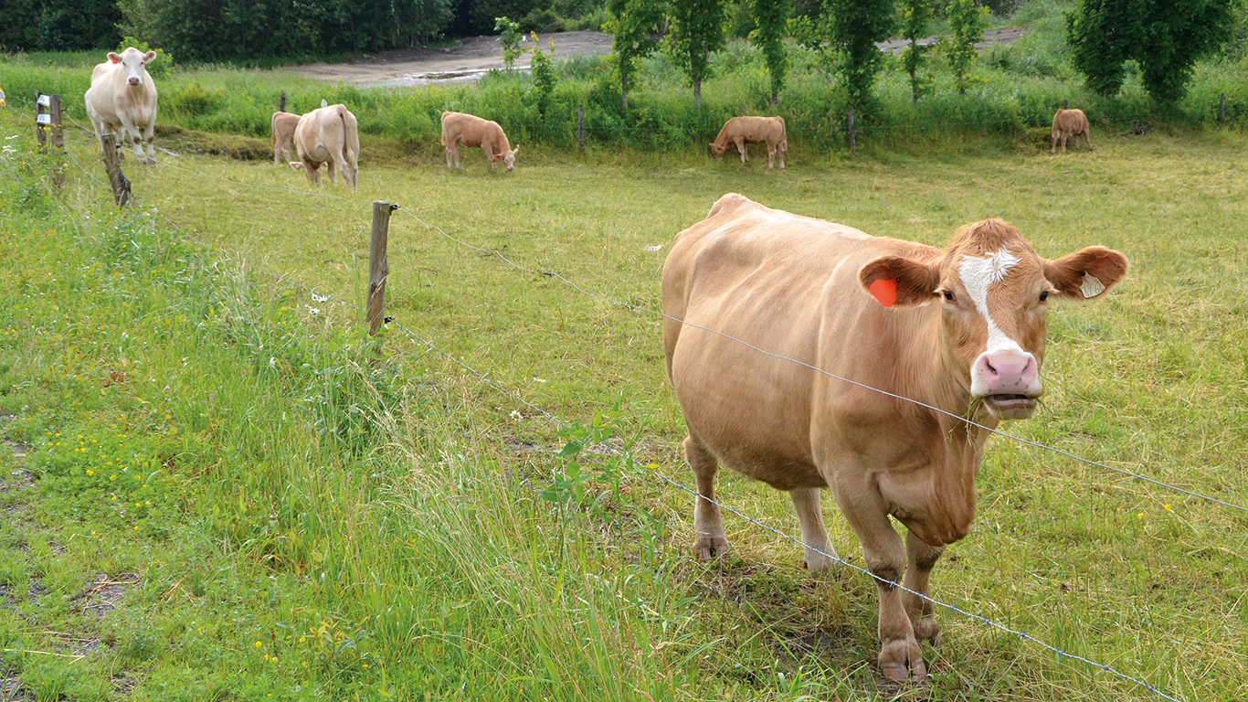 Le méthane produit par les ruminants possède un potentiel de réchauffement de 28 à 34 fois supérieur à celui du CO2, le gaz à effet de serre dont on entend le plus parler et qui est produit notamment par la combustion du carburant. Photo : Bernard Lepage