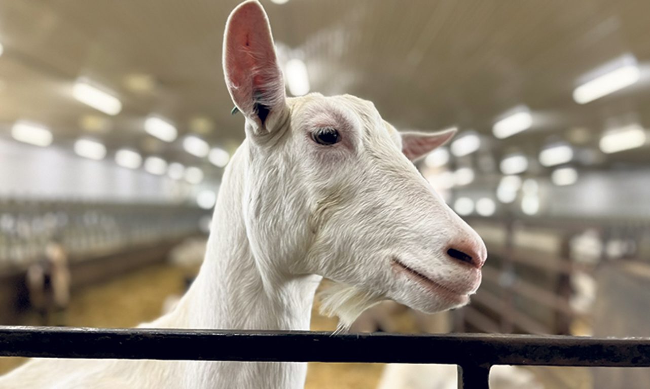 Les coûts de transport du lait de chèvre explosent en raison de la diminution du nombre de producteurs, année après année. Photo : Myriam Laplante El Haïli/TCN