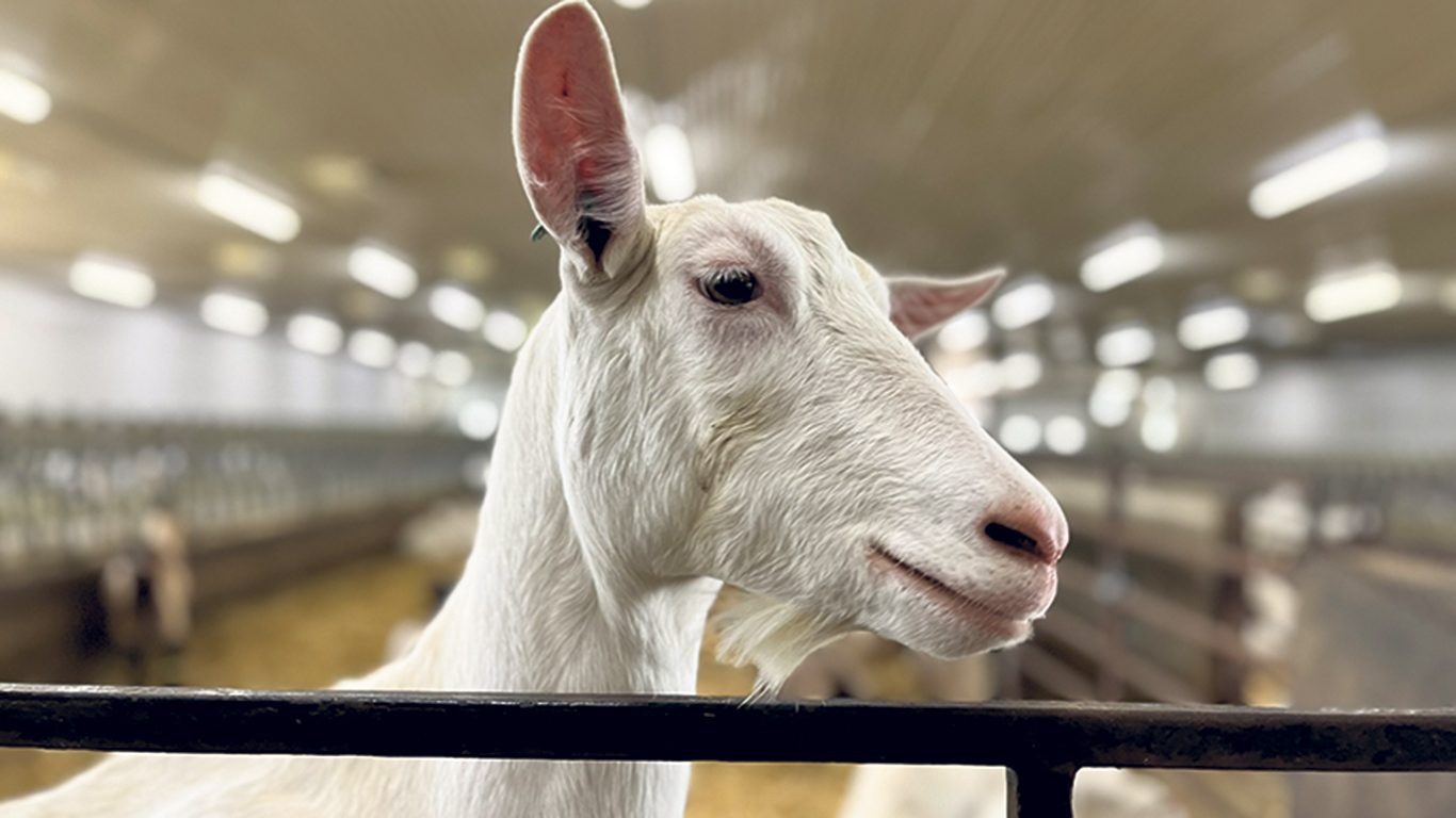 Les coûts de transport du lait de chèvre explosent en raison de la diminution du nombre de producteurs, année après année. Photo : Myriam Laplante El Haïli/TCN