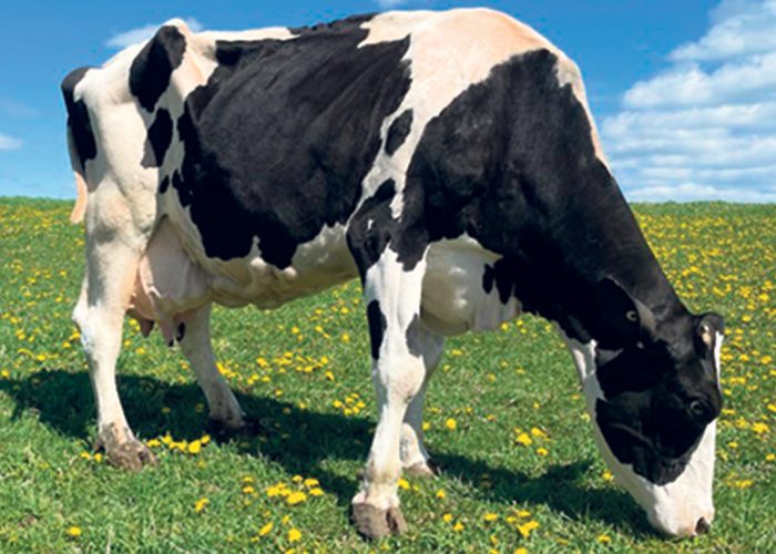 Après 13 vêlages, Narola a produit 155 000 kg de lait dans sa carrière et a été classifiée excellente à huit reprises, dont l’an dernier, à l’âge vénérable de 18 ans. Photo : Gracieuseté de la Ferme Harvey