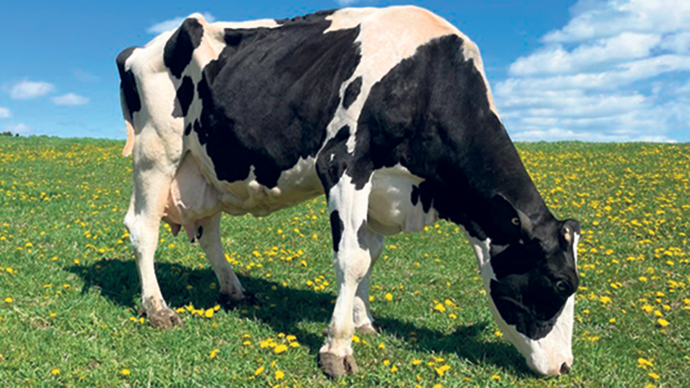 Après 13 vêlages, Narola a produit 155 000 kg de lait dans sa carrière et a été classifiée excellente à huit reprises, dont l’an dernier, à l’âge vénérable de 18 ans. Photo : Gracieuseté de la Ferme Harvey