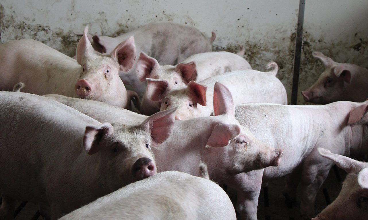 En 2022, les ventes d’antimicrobiens rapportées à l’échelle canadienne pour le secteur porcin étaient de 296 mg par kg de population, soit beaucoup plus que pour les autres espèces animales. Photo : Archives/TCN