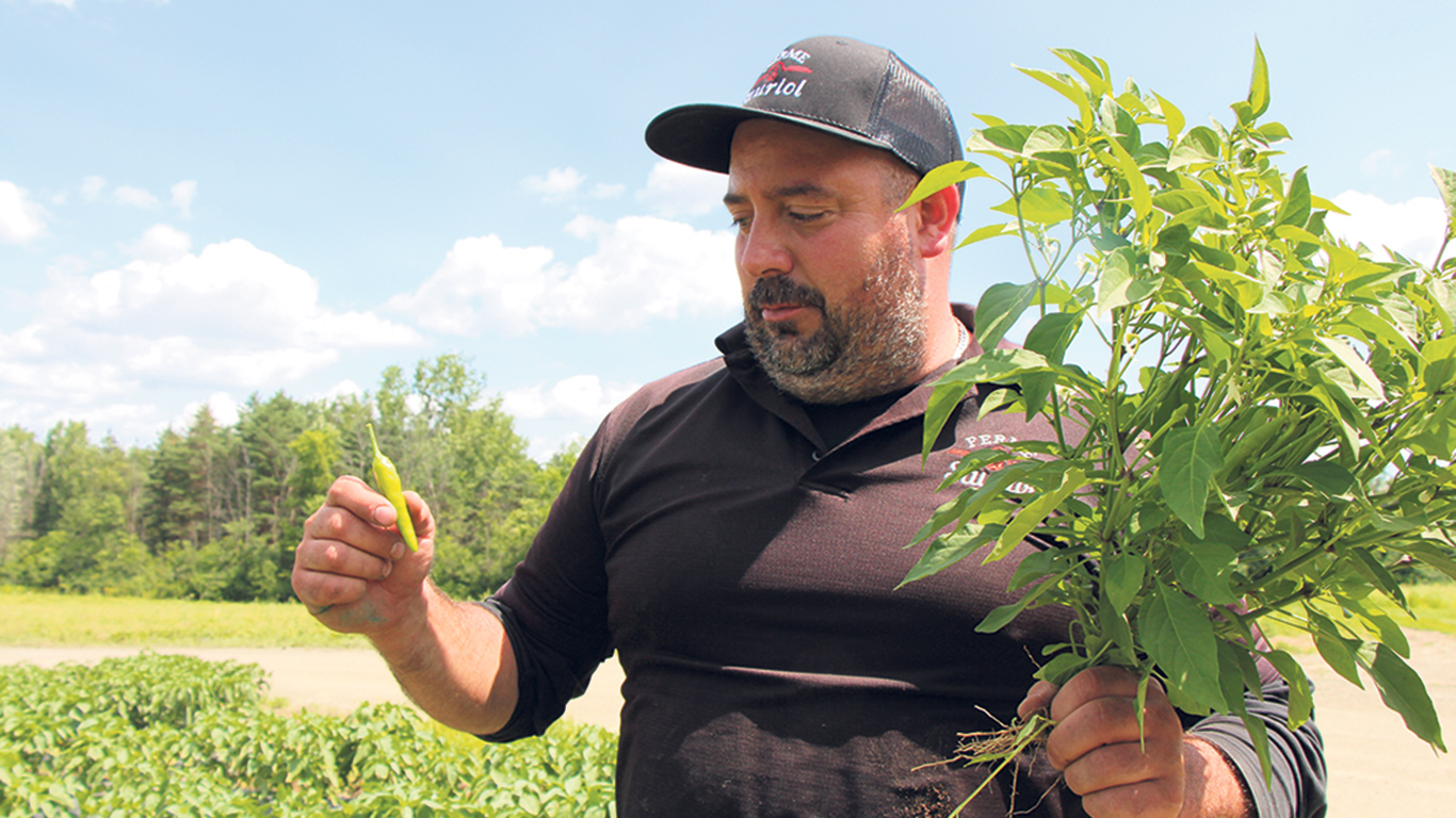 Désormais, Christian Sauriol produit moins de piments forts pour le marché du gros. « C’est petit et c’est plus long à ramasser, et avec le coût élevé de la main-d’œuvre, c’est devenu plus rentable de vendre directement à la ferme », dit-il. Photo : Patricia Blackburn/TCN