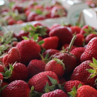 Selon les chercheurs, les fraises sont comme le canari dans la mine de charbon, puisque c’est une culture très sensible qui peut laisser présager ce qui se passera dans d’autres types de culture. Photo : Archives / TCN