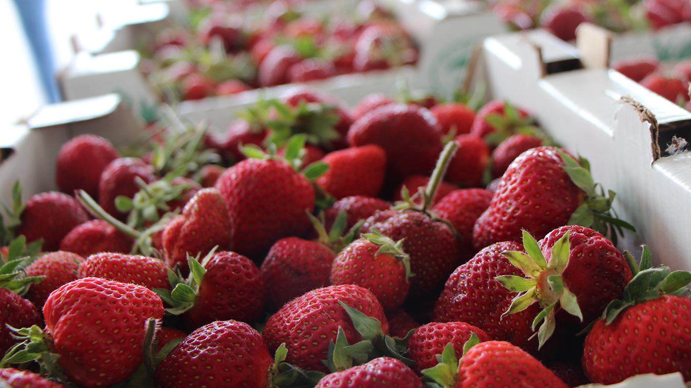 Selon les chercheurs, les fraises sont comme le canari dans la mine de charbon, puisque c’est une culture très sensible qui peut laisser présager ce qui se passera dans d’autres types de culture. Photo : Archives / TCN