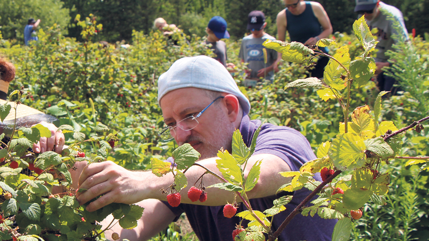 Par endroits, les clients qui se sont pointés trop tard pour cueillir leurs fraises ont pu cueillir des framboises à la place. Photos : Patricia Blackburn/TCN