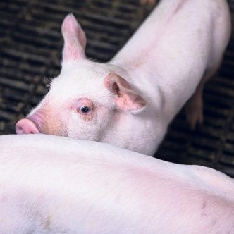 Le mécanisme de retrait temporaire de la production porcine permet de verser une compensation financière aux producteurs admissibles qui acceptent de réduire ou de suspendre leur production pour un minimum de cinq ans. Photo : MarieMichèle Trudeau/Archives TCN