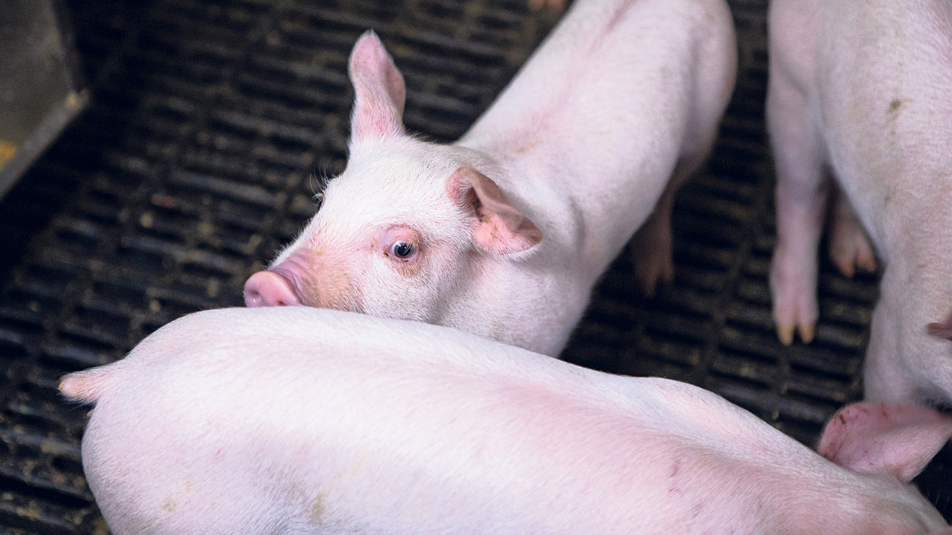 Le mécanisme de retrait temporaire de la production porcine permet de verser une compensation financière aux producteurs admissibles qui acceptent de réduire ou de suspendre leur production pour un minimum de cinq ans. Photo : MarieMichèle Trudeau/Archives TCN