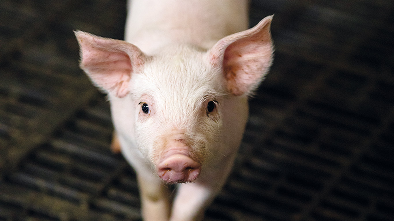 Le clonage par TNCS pourrait accélérer la distribution du patrimoine génétique d’animaux possédant des caractères « supérieurs ou rares », par exemple pour la qualité du produit ou pour la tolérance immunitaire aux maladies endémiques, mentionnent les experts de Santé Canada dans leur avis scientifique. Photo : Marie-Michèle Trudeau