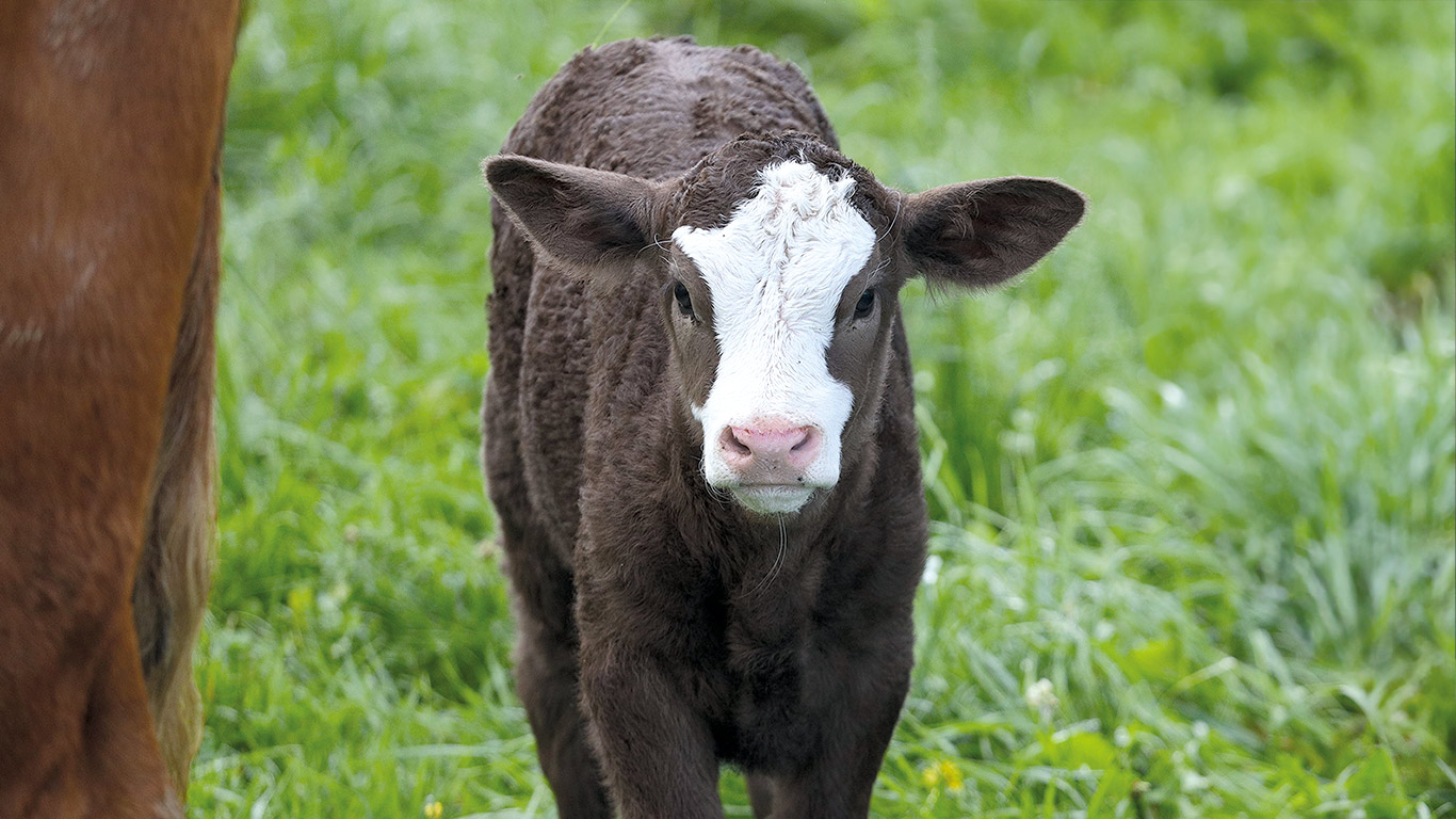 Il est essentiel de fournir au veau une quantité suffisante de colostrum de bonne qualité au cours des 24 premières heures suivant sa naissance, car cela contribue au développement de son immunité. Photo : PBQ