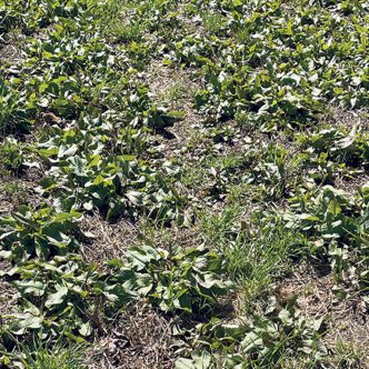 Le rumex est une mauvaise herbe vivace qui pousse très rapidement, comme le démontre cette photo prise le 10 mai dans le secteur de Lévis-Bellechasse. Photo : Stéphan Pouleur