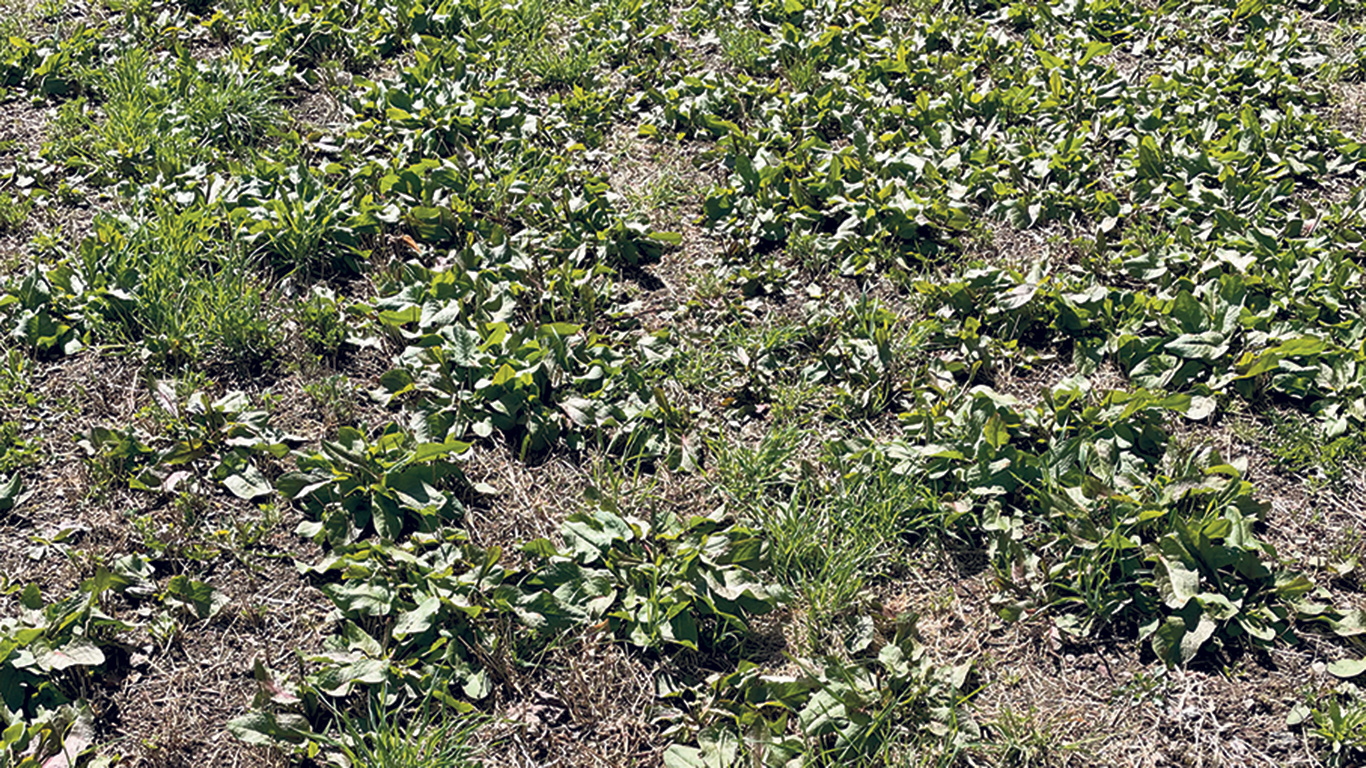 Le rumex est une mauvaise herbe vivace qui pousse très rapidement, comme le démontre cette photo prise le 10 mai dans le secteur de Lévis-Bellechasse. Photo : Stéphan Pouleur