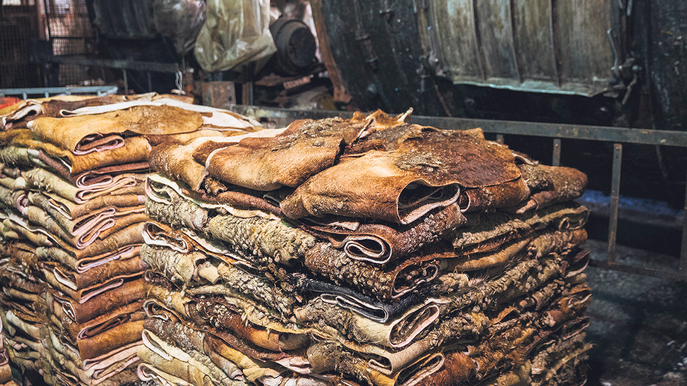 Les peaux de bovins récupérées par les gros abattoirs du Québec comme Montpack International sont expédiées par conteneurs dans des tanneries en Italie ou en Chine.