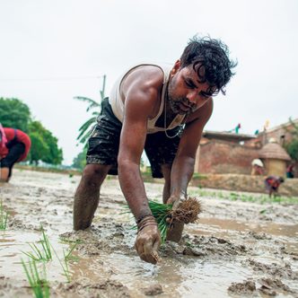 En 2023, l’Inde a imposé des restrictions à l’exportation de certains types de riz pour tenter de freiner la hausse du prix occasionnée par une mauvaise récolte et une période électorale. Photo : Shutterstock