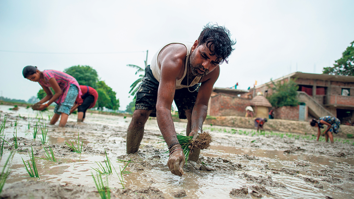 En 2023, l’Inde a imposé des restrictions à l’exportation de certains types de riz pour tenter de freiner la hausse du prix occasionnée par une mauvaise récolte et une période électorale. Photo : Shutterstock