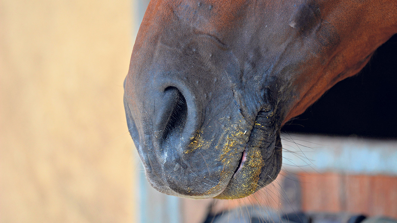 Il est primordial de garder en tête que le cheval est un herbivore et que sa ration doit être composée majoritairement de fourrage. Lorsque les besoins en énergie augmentent, un fourrage peu énergétique entraînera une complémentation trop importante en concentrés. Ceci comporte des défis supplémentaires sur le plan de la santé digestive et métabolique du cheval. Photo : Shutterstock