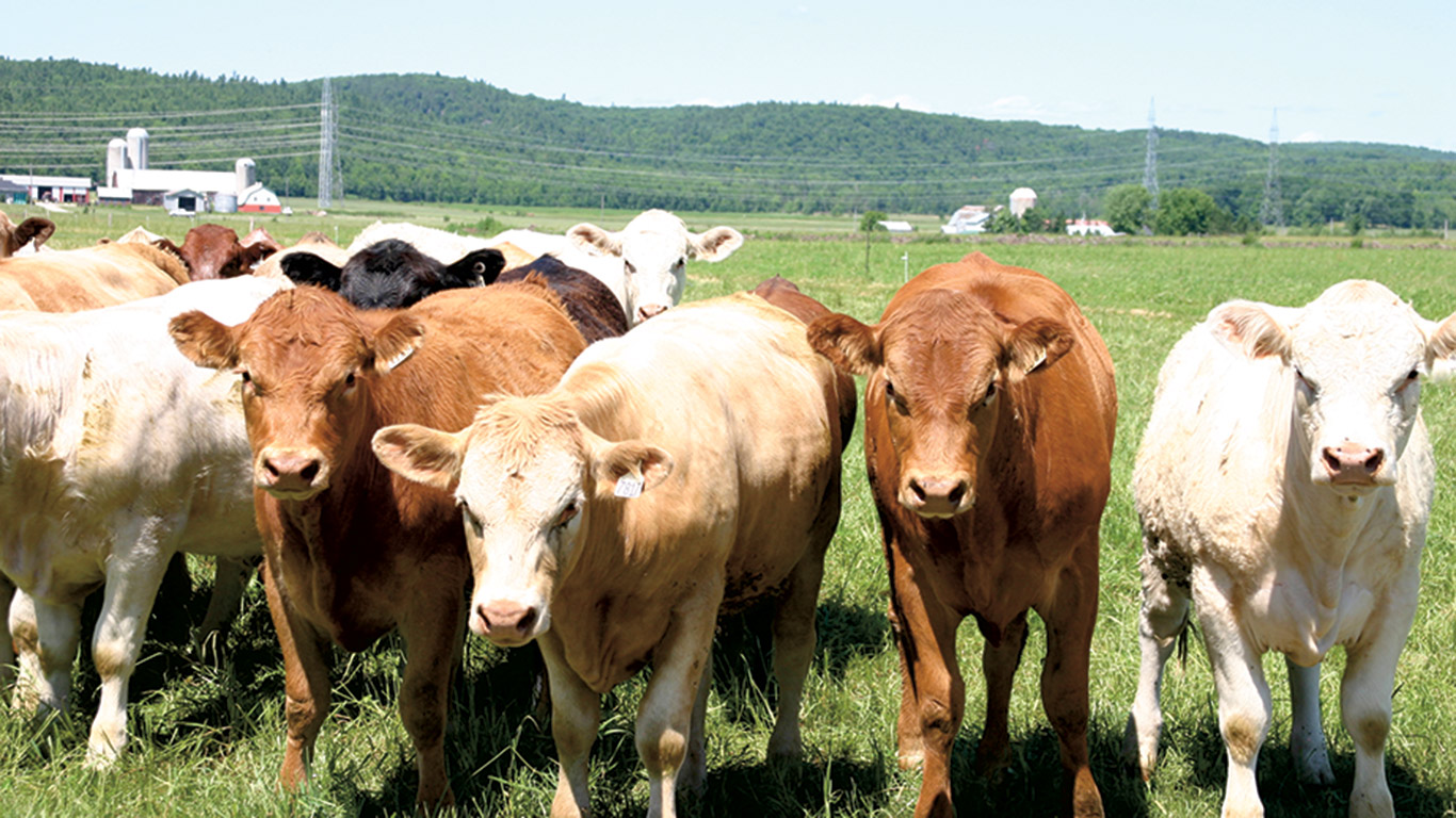 Le pâturage intensif diminuerait la production de GES comparativement aux pâturages extensifs où les animaux sont laissés pendant des semaines dans un grand périmètre. Photo : Martin Ménard/Archives TCN