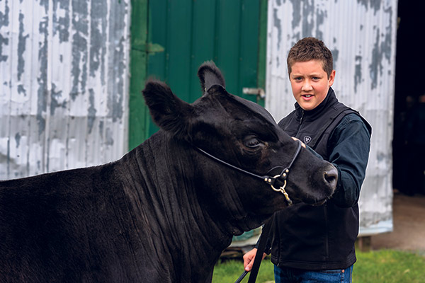 Le jeune agriculteur a participé cette année à des expositions avec les vaches qu’il avait préparées.