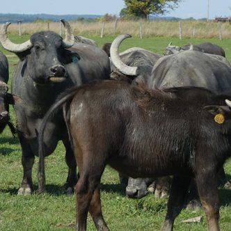 L’éleveur de bufflonnes a acheté une usine située juste devant le pâturage parsemé de trèfles où broute son troupeau. Photo : Geneviève Quessy / Archives TCN