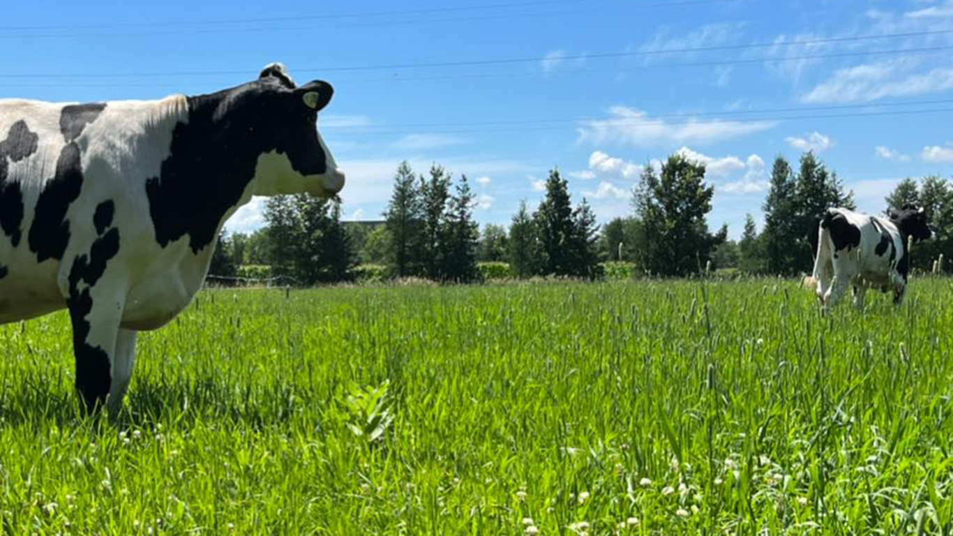 C’est une centaine de têtes, dont 48 vaches en lactation, qui profitent des bons soins de nos apprentis. Photos : ITAQ