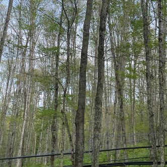 À la mi-juin 2024, le passage de la livrée des forêts, et la défoliation qui en résulte, étaient bien visibles dans cette érablière de Saint-Juste, dans le Témiscouata. Photo : Gracieuseté de Chantale Francoeur